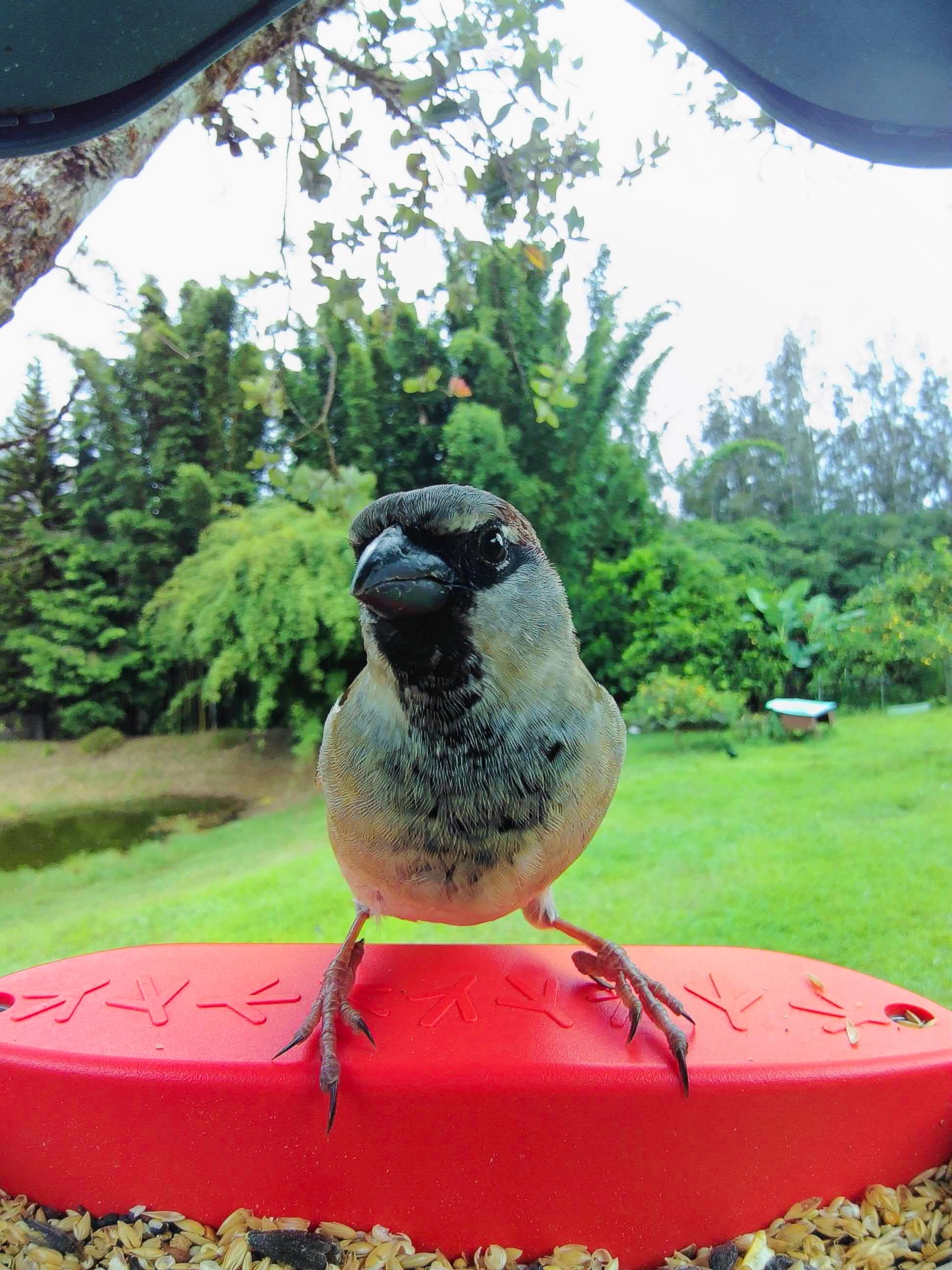 Picture of a house sparrow sitting on the bird buddy perch