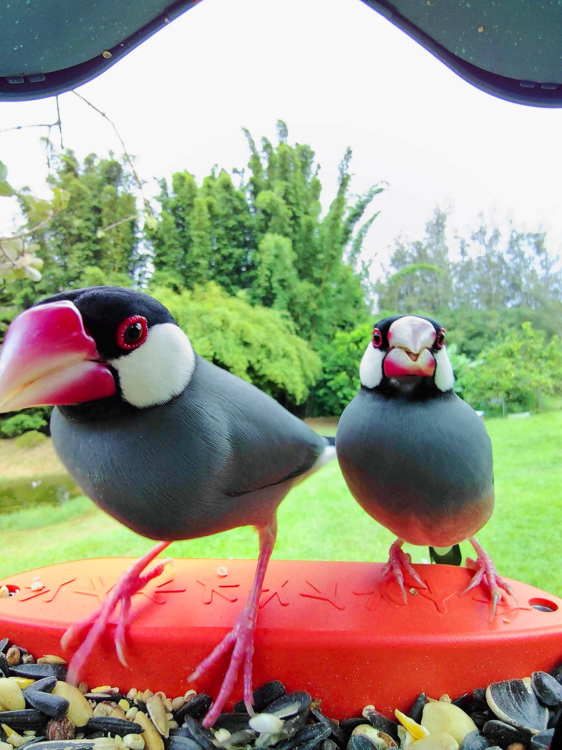 Picture of two java sparrows sitting on the bird buddy perch