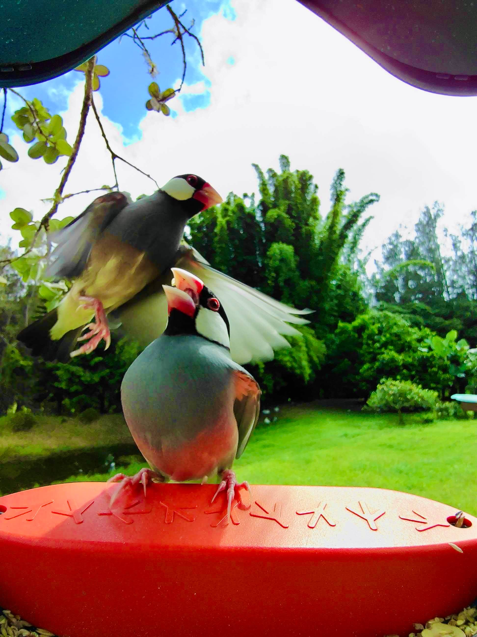 Picture of two java sparrows, one sitting on the perch and the other trying to land on the perch