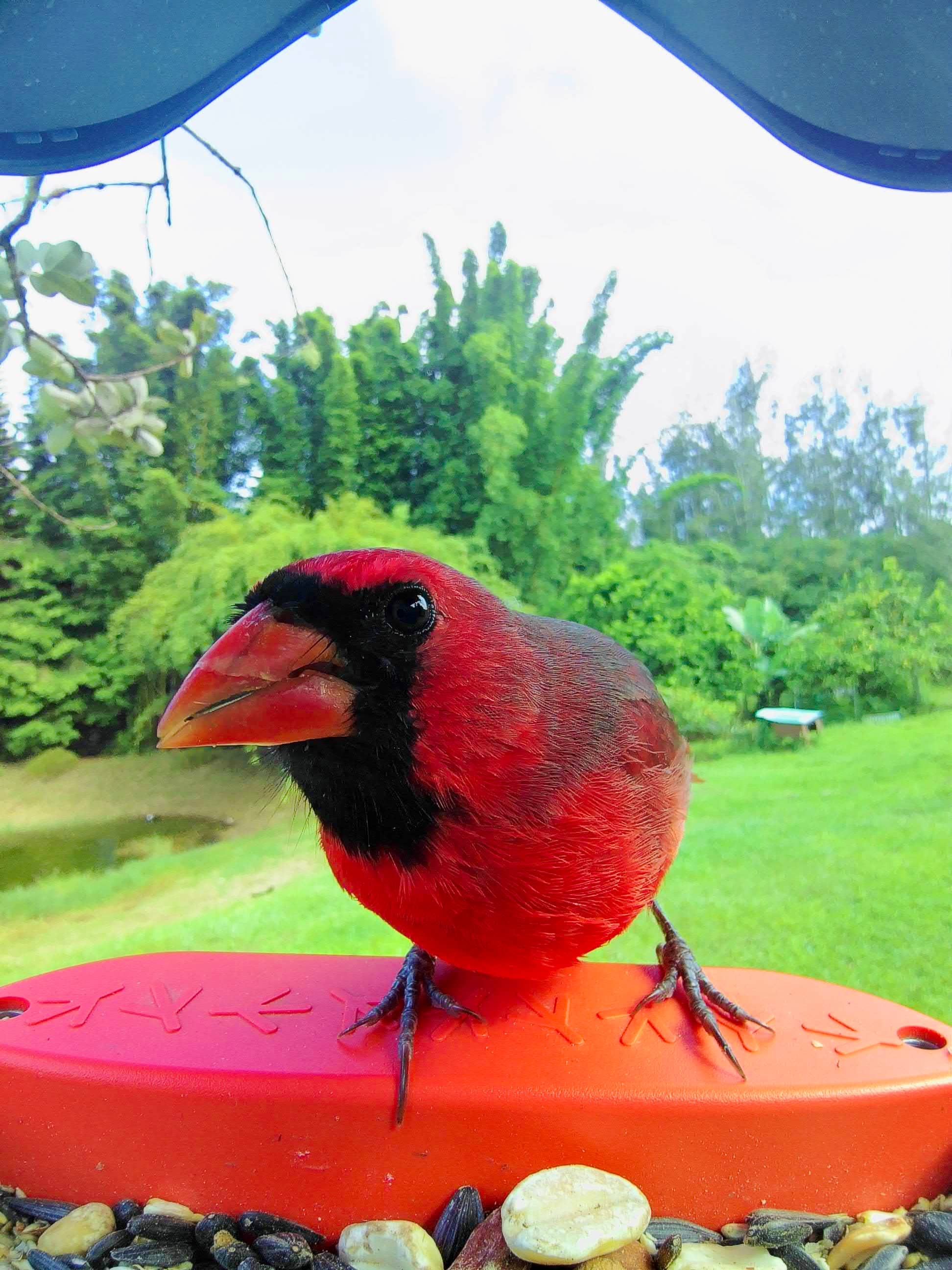 Picture of a northern cardinal sitting on the bird buddy perch