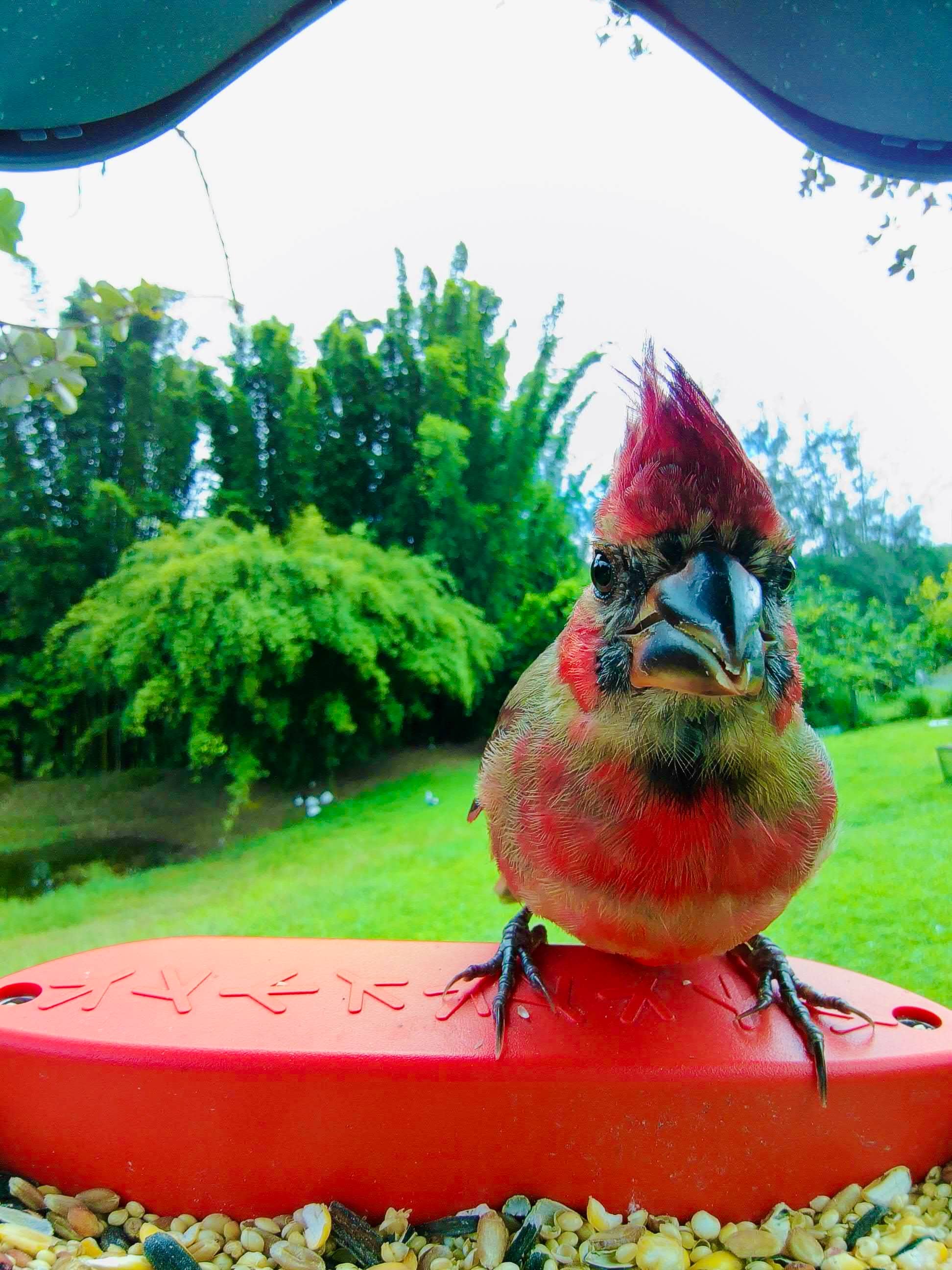 Picture of a northern cardinal sitting on the bird buddy perch