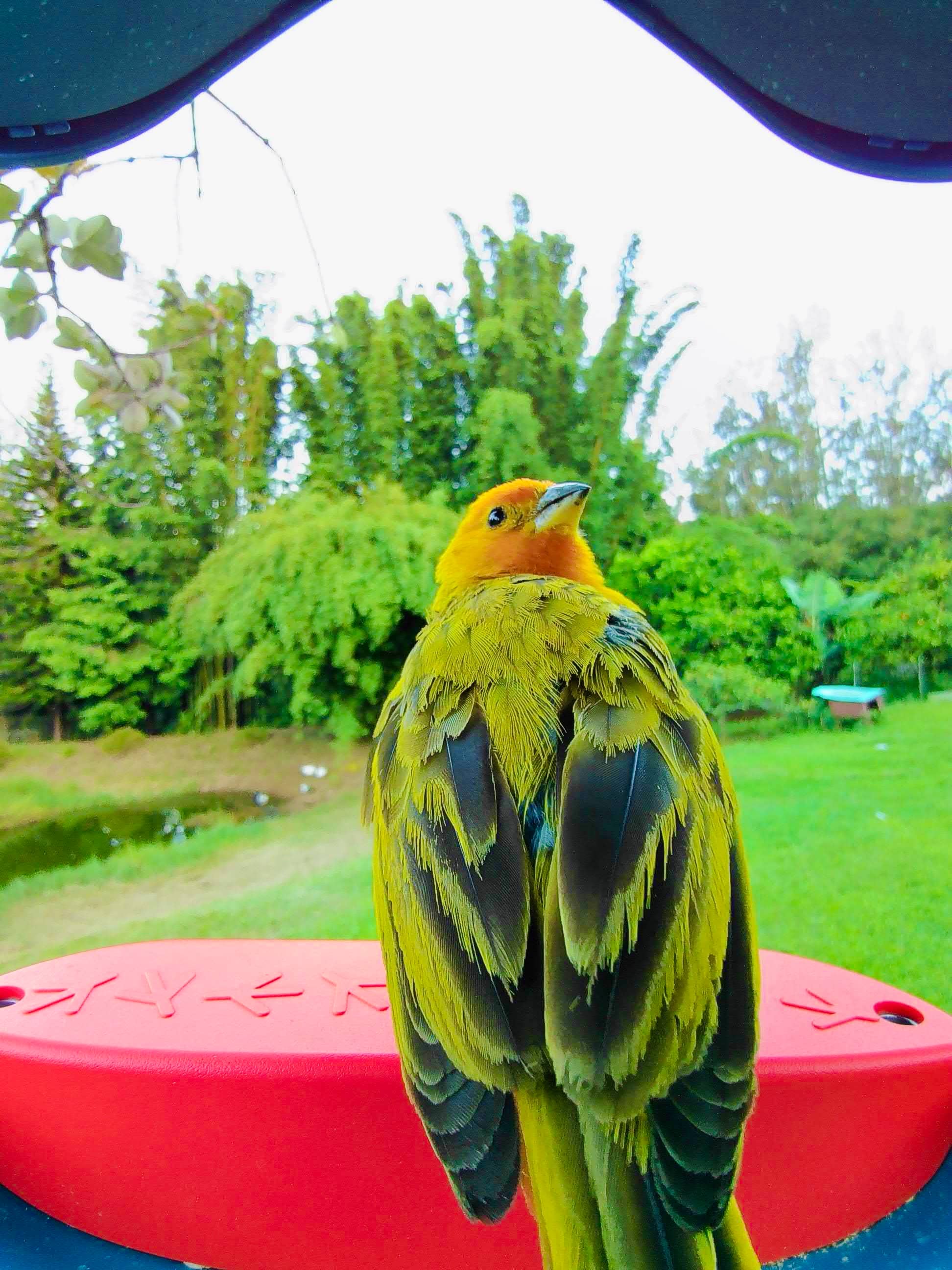 Picture of a saffron finch sitting on the bird buddy perch