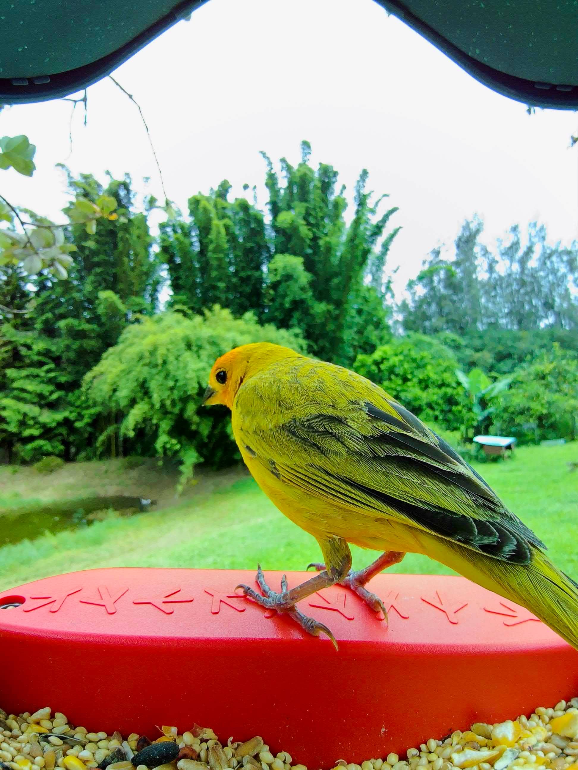 Picture of a saffron finch sitting on the bird buddy perch