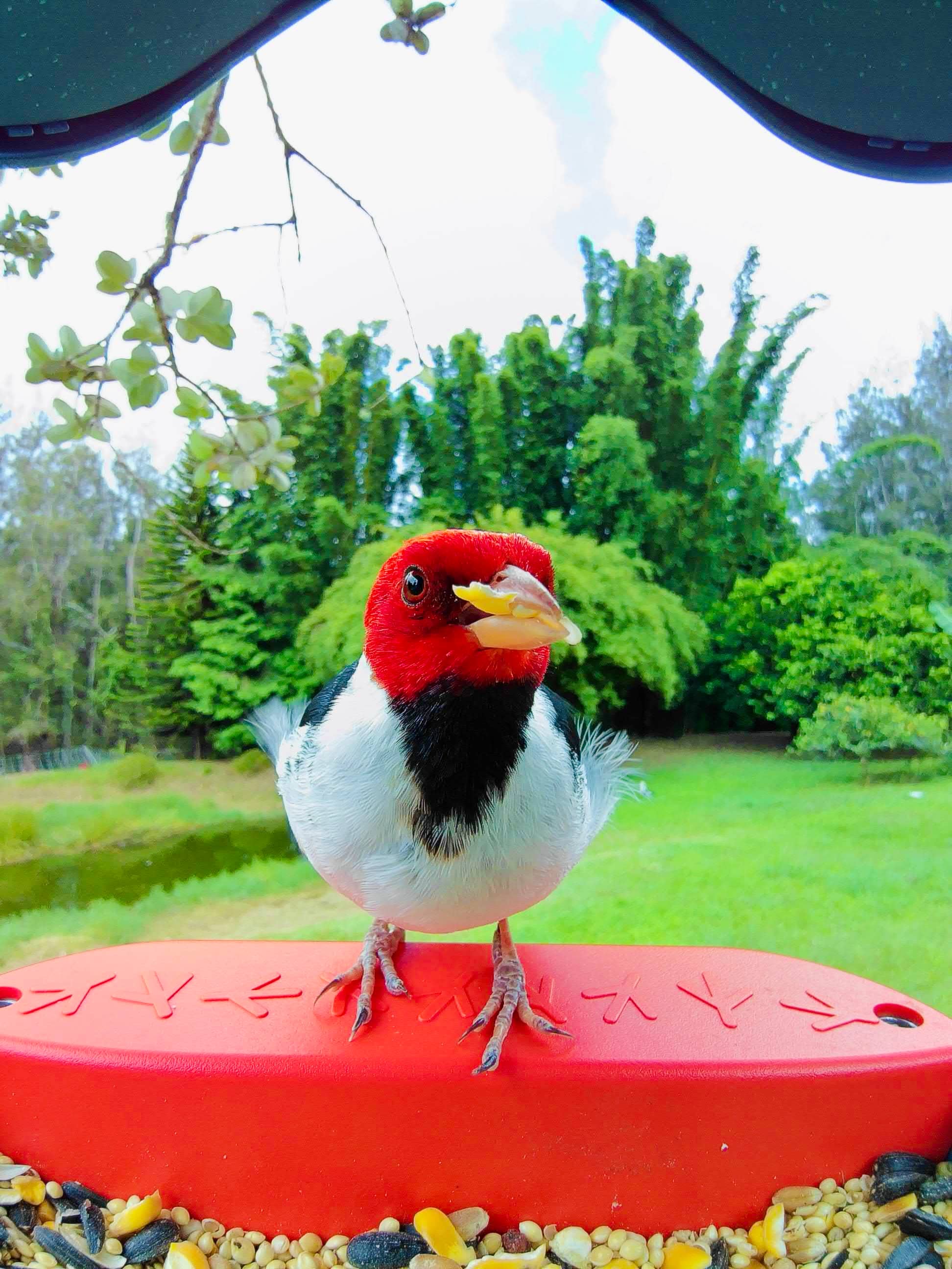 Picture of a yellow billed cardinal sitting on the bird buddy perch