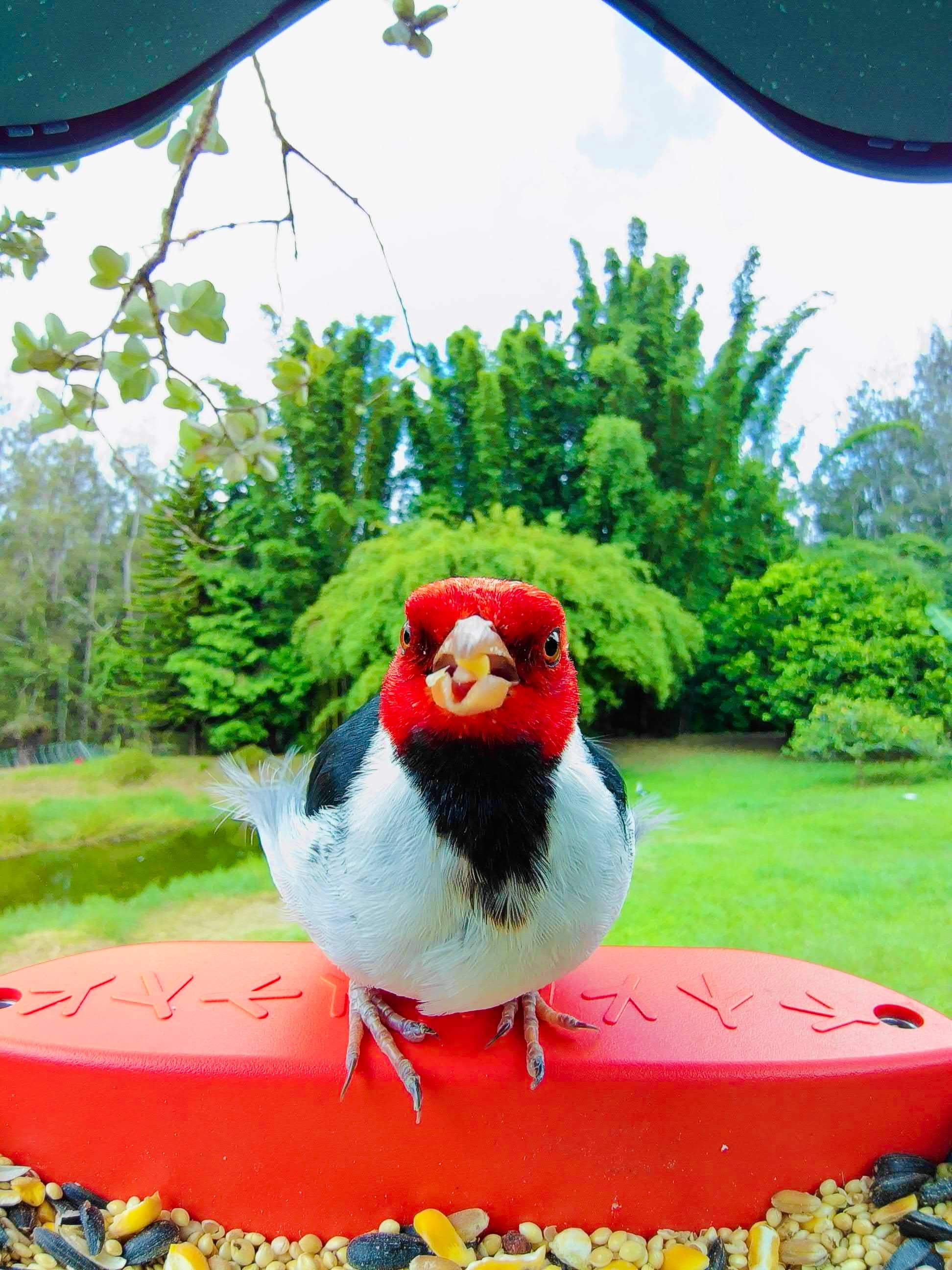 Picture of a yellow billed cardinal sitting on the bird buddy perch